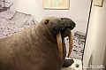VBS_1023 - Riapre il Museo di Scienze Naturali dopo dieci anni di chiusura